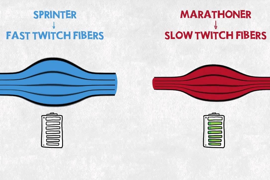 Tipos de fibras musculares y sus características