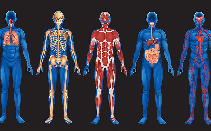 fisiologia