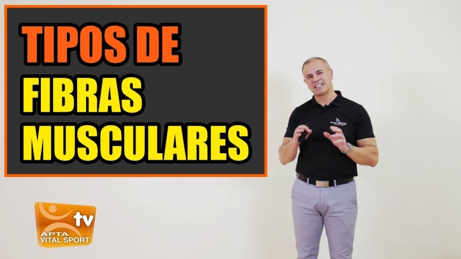 ¿Qué tipos de fibras musculares existen?