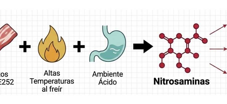 Nitritos y nitratos (E249–E252), y riesgo de cáncer