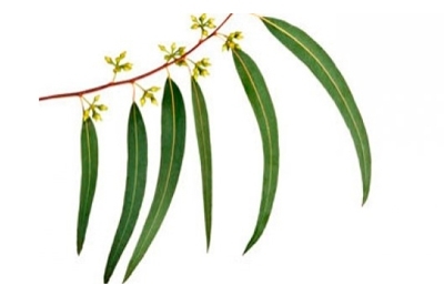 Antiinflamatorio natural - Eucalipto