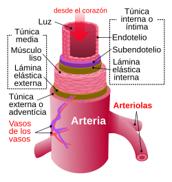 arquitectura arterial