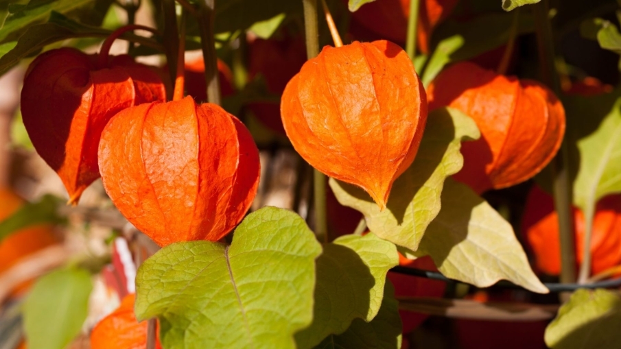 Ashwagandha y la mejora la fatiga adrenal