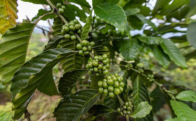 Café Verde, su Enorme Poder Saciante Café Verde, su Enorme Poder Saciante