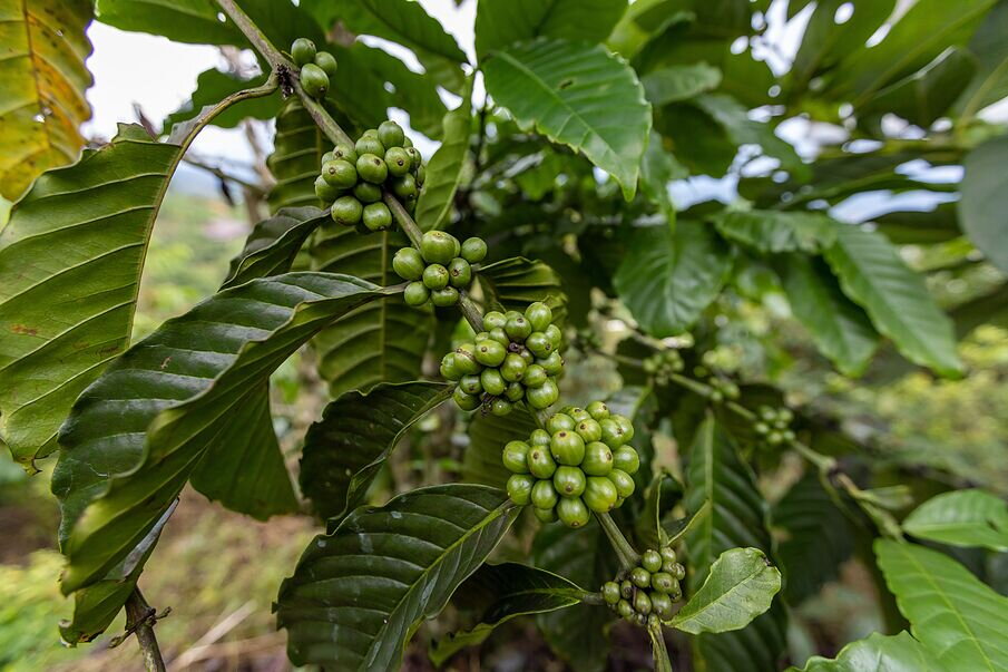 Café Verde, su Enorme Poder Saciante Café Verde, su Enorme Poder Saciante