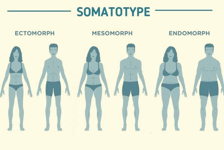 Somatotipo Y Su Clasificación ¿cómo Se Calcula 