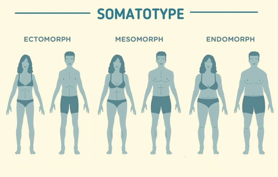 Cómo calcular el somatotipo