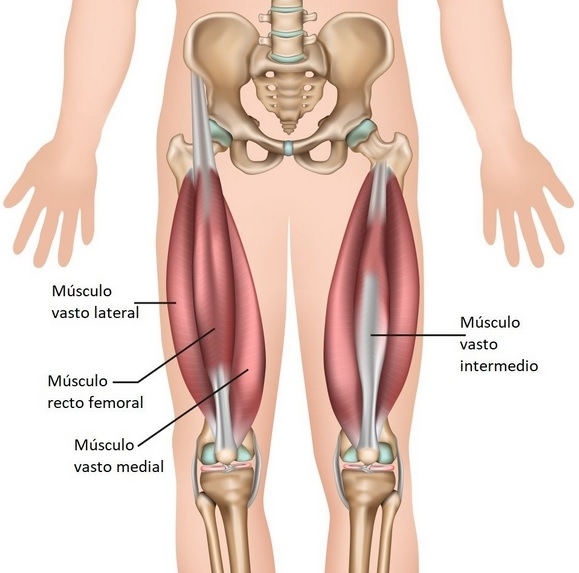 Anatomía del cuádriceps