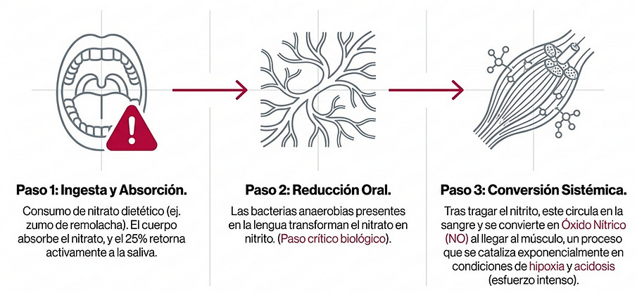 Ruta metabólica de conversión de nitratos dietéticos en óxido nítrico: ingesta, reducción oral y conversión sistémica