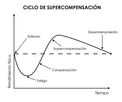 El ciclo de supercompensación