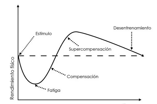 Table del Ciclo de Supercompensación