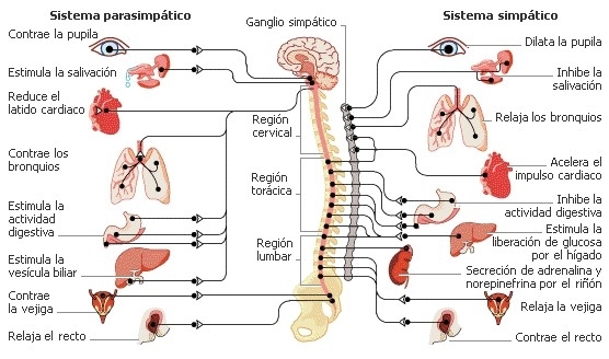 El sistema nervioso autónomo y la variabilidad de la frecuencia cardíaca