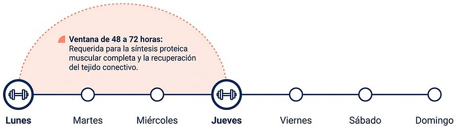 Ventana de recuperación de 48 a 72 horas para síntesis proteica y tejido conectivo en el entrenamiento de fuerza