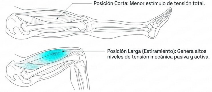 activar la hipertrofia muscular