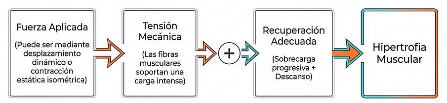 Aunque fuerza e hipertrofia están relacionadas, sus objetivos son diferentes.