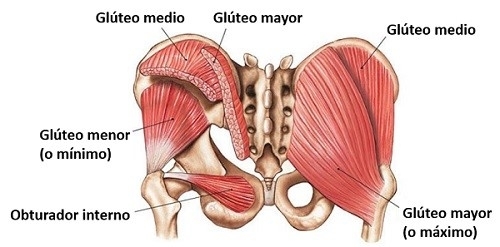 Anatomía del músculo glúteo
