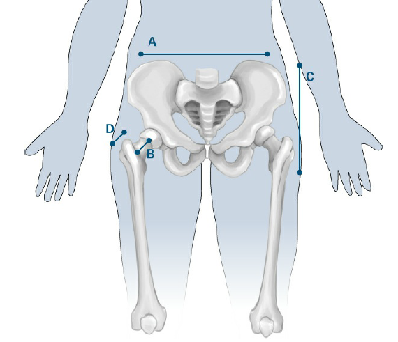 La forma de los huesos influye de la siguiente forma: