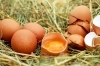 especialistas-erradican-mitos-sobre-el-consumo-de-huevo