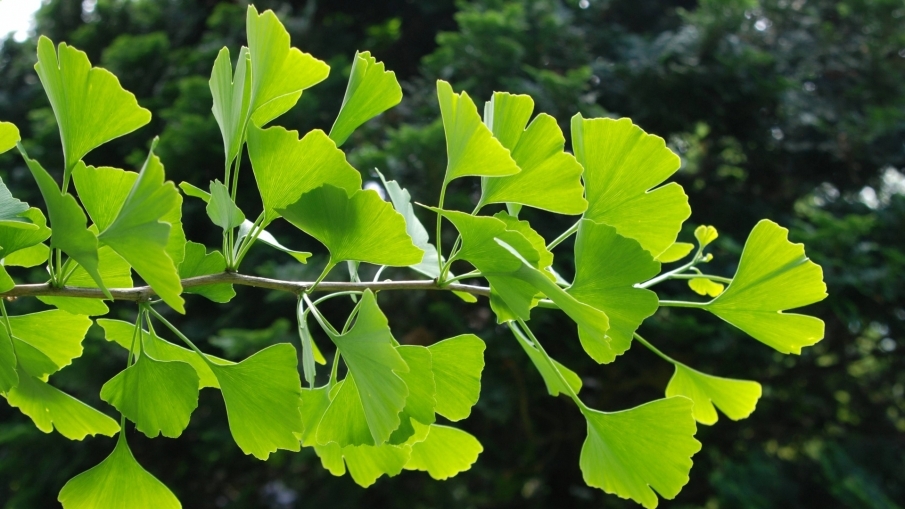 Estimulante Natural Ginkgo Biloba