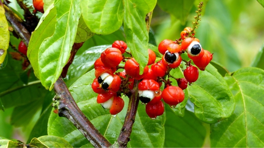 Estimulante Natural Guaraná