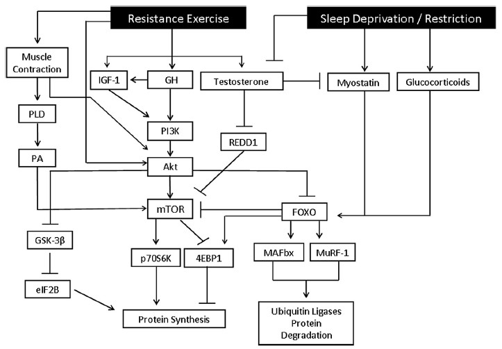Resistance exercise: A non-pharmacological strategy to minimize or reverse sleep deprivation-induced muscle atrophy