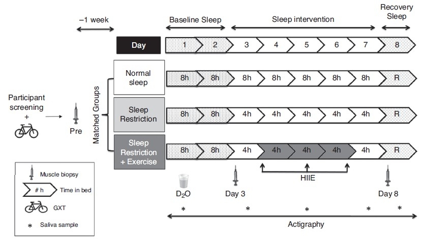 The effect of sleep restriction, with or without high-intensity interval exercise, on myofibrillar protein synthesis in healthy young men