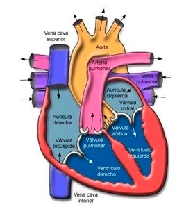 la frecuencia cardiaca en reposo