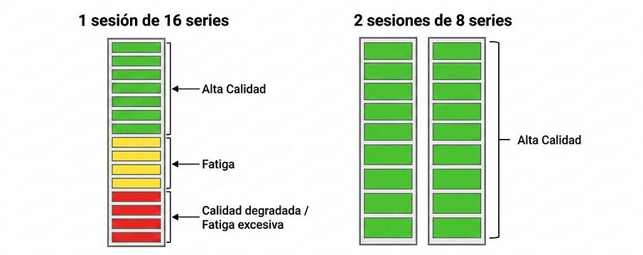 dos días por semana por grupo muscular