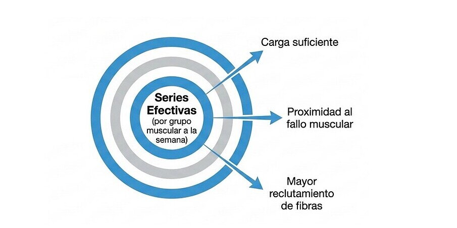 series efectivas por grupo muscular y por semana