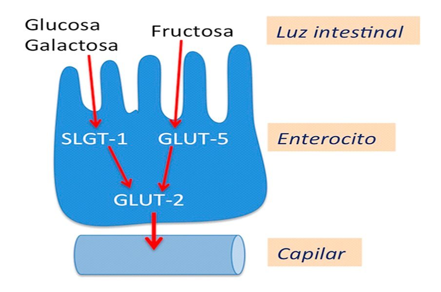 Ilustración de un enterocito (célula intestinal)