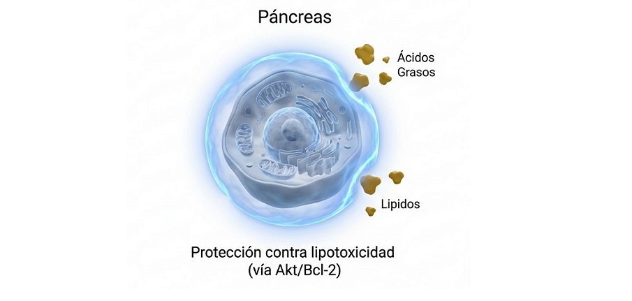 activación de las vías de señalización Akt y Bcl-2