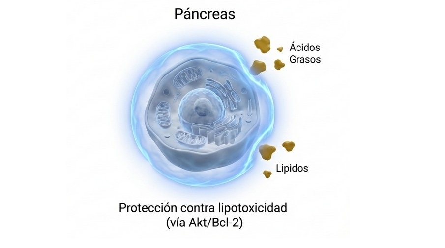 activación de las vías de señalización Akt y Bcl-2