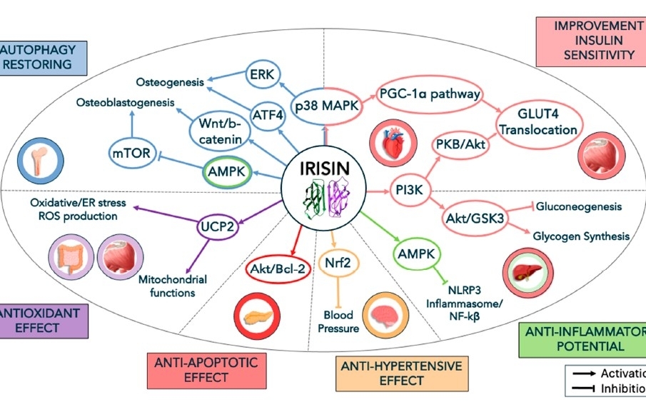 Interacción directa con receptores de integrina