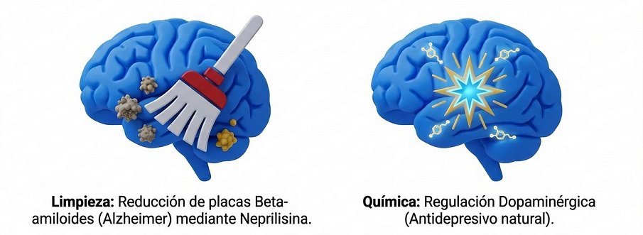 Prevención del Alzheimer y reducción de la toxicidad