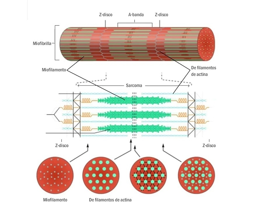 Las miofibrillas de las fibras musculares