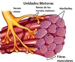 Los músculos están formados por unidades motoras