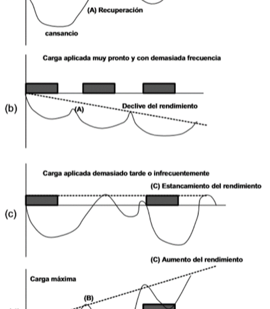 Mecanismos de adaptación