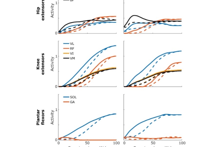 comparando estos ejercicios de prensa y sentadilla