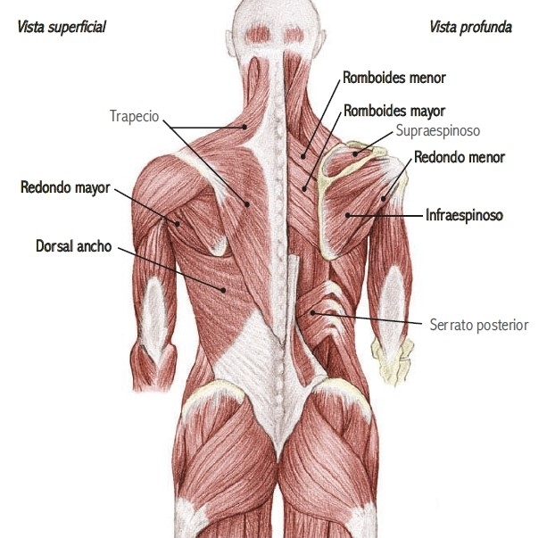 Anatomía del dorsal y músculos de la espalda