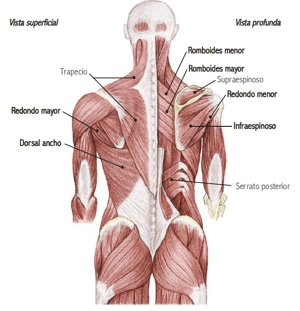 Anatomía del dorsal y músculos de la espalda