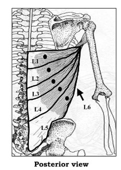 Origen e inserción del dorsal ancho