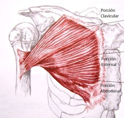 Músculos de los pectorales