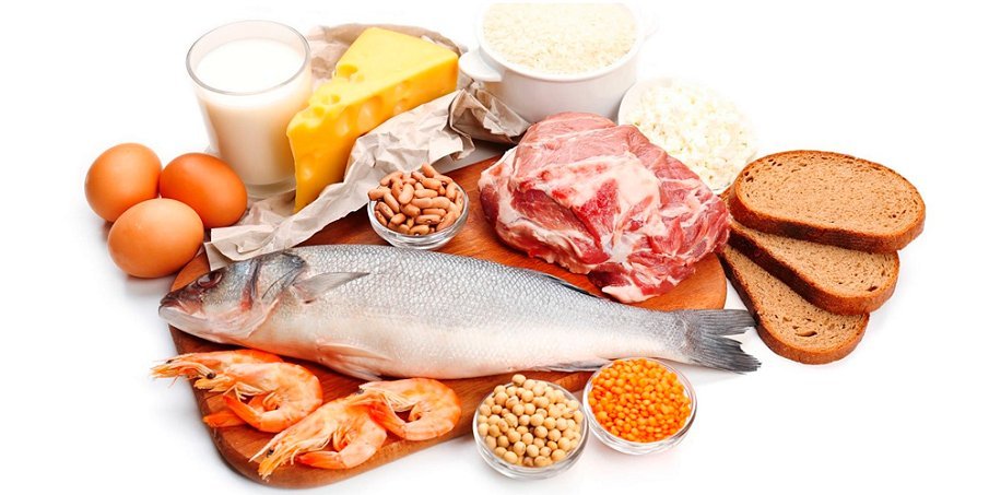 que es mejor proteína vegetal o animal
