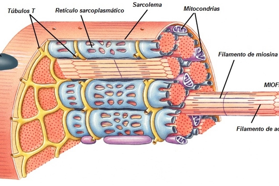 Tipos de fibras musculares y sus características
