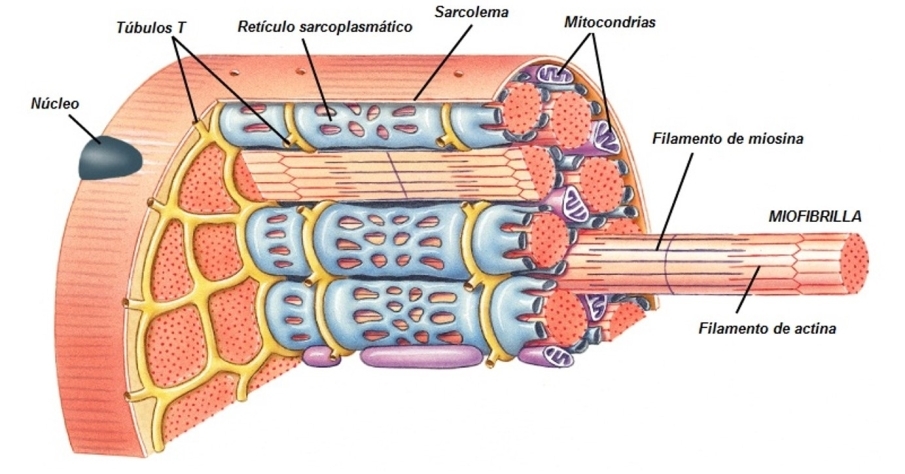 Qué son las fibras musculares