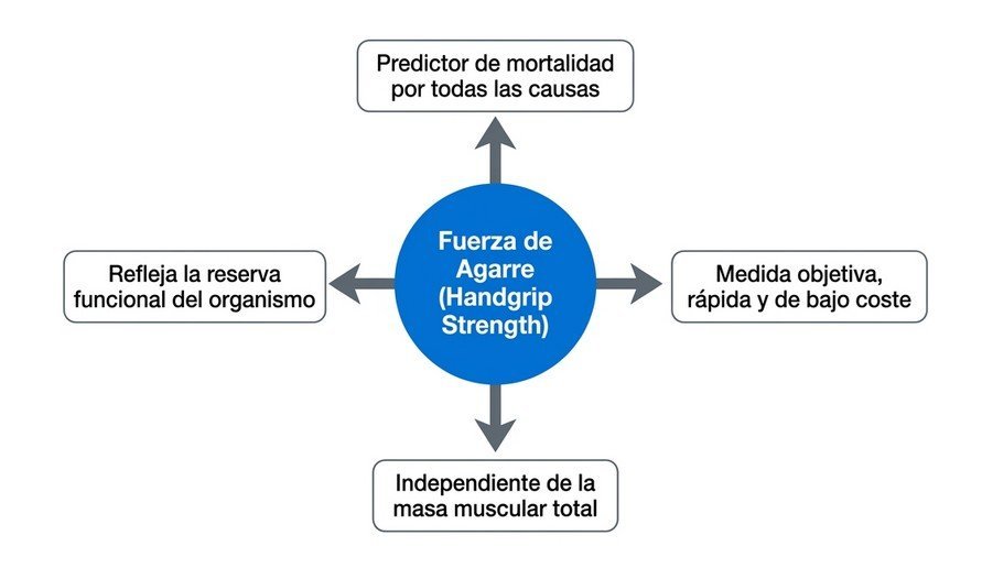 Mecanismos de la relación entre fuerza y longevidad