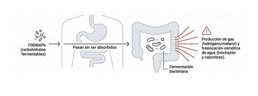 Problemas gastrointestinales en deportistas veganos y vegetarianos