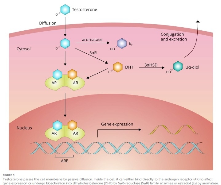 Forma de acción de los esteroides