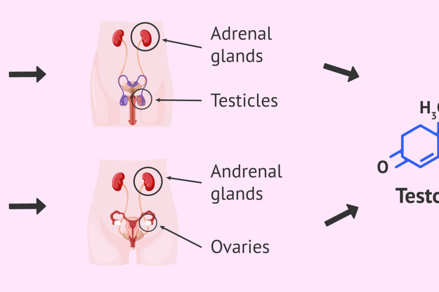 ¿Qué es la testosterona y por qué se usa en ciclos anabolizantes?