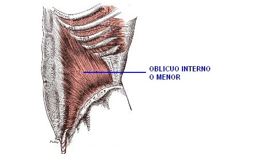 Sistema Abdominal - Obliquo interno o menor del abdomen